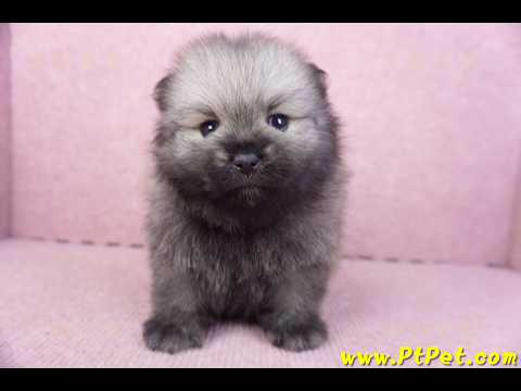 02/10棕色松鼠博美公幼犬