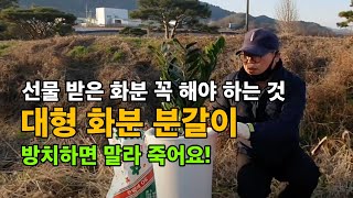 대형 화분 분갈이 / 선물받은 화분 꼭 해야 하는 이것 / 분갈이하기 / 화초 살리기
