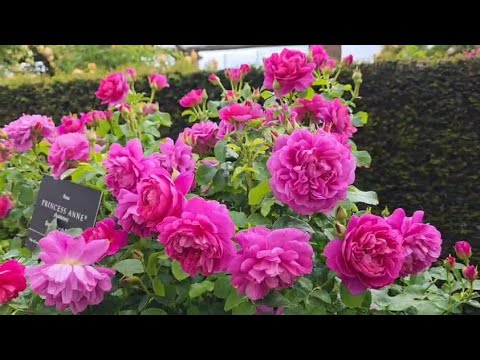David Austin Rose garden tour