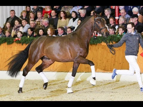 Double Hit *2015 by Diamond Hit - Sandro Hit (Stallion Show Sosath 2018)