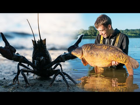 How To Avoid Crayfish And Catch More Carp - Carp Fishing Tips