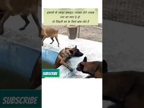 Insaan se best animals h, #kritika #muku #shotsfeed #doglover #story #whatsappstatus #goodmorning