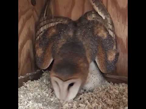 Barn Owl in a defensive action and posture by raptor rehab.org