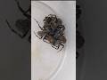 Spider Fight Royal Ramble Siquijor Gagamba Batang90s