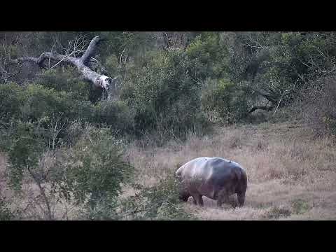 Djuma: Hippo leaving - 17:38 - 08/03/2022
