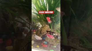 Download lagu please subscribe #jobbiehebriovlogs mp3