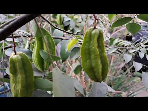 Star Fruits#Garden#Harvest#