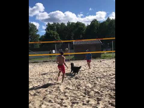 Η... ταλαντούχα σκυλίτσα Κιάρα είναι άσος στο beach volley!