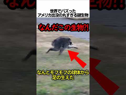 アメリカシアトルに出没した丸すぎる謎の生物