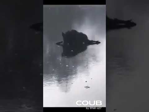 Dzik ma bardzo ostre kły