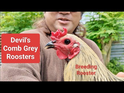 EP612 part 1:  New Line na Greys sa KabKad Sugbo GF, Carcar City Cebu