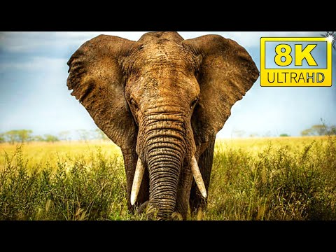 ANIMALS & NATURE WILDLIFE | 8K ULTRA HD VIDEO | NATURE RELAXING FILM