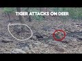 Tiger Attacks Deer In Ranthambore National Park