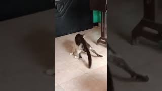 Download lagu Kucing Lucu Mabuk#lucubanget mp3 Download lagu Kucing Lucu Mabuk#lucubanget mp3