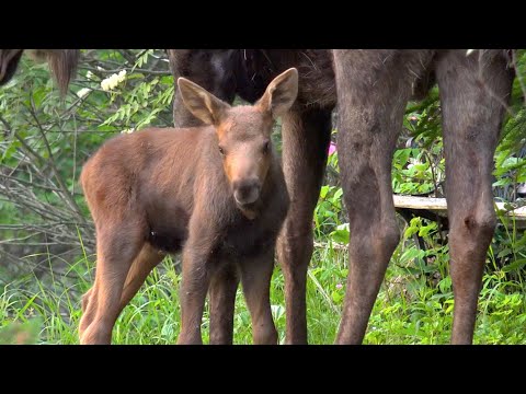 BABY MOOSE PLAYS IN YARD!