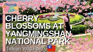 Cherry Blossoms at Yangming and Yangmingshan National Park 🌸🇹🇼 | Episodes of Cheysanity