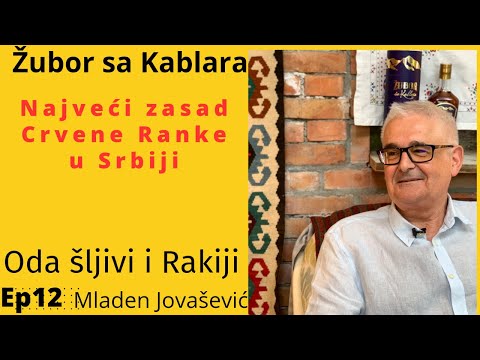 Ranka je za rakiju - Najveći zasad Crvene ranke u Srbiji.Rakija Žubor sa Kablara-Oda šljivi i rakiji