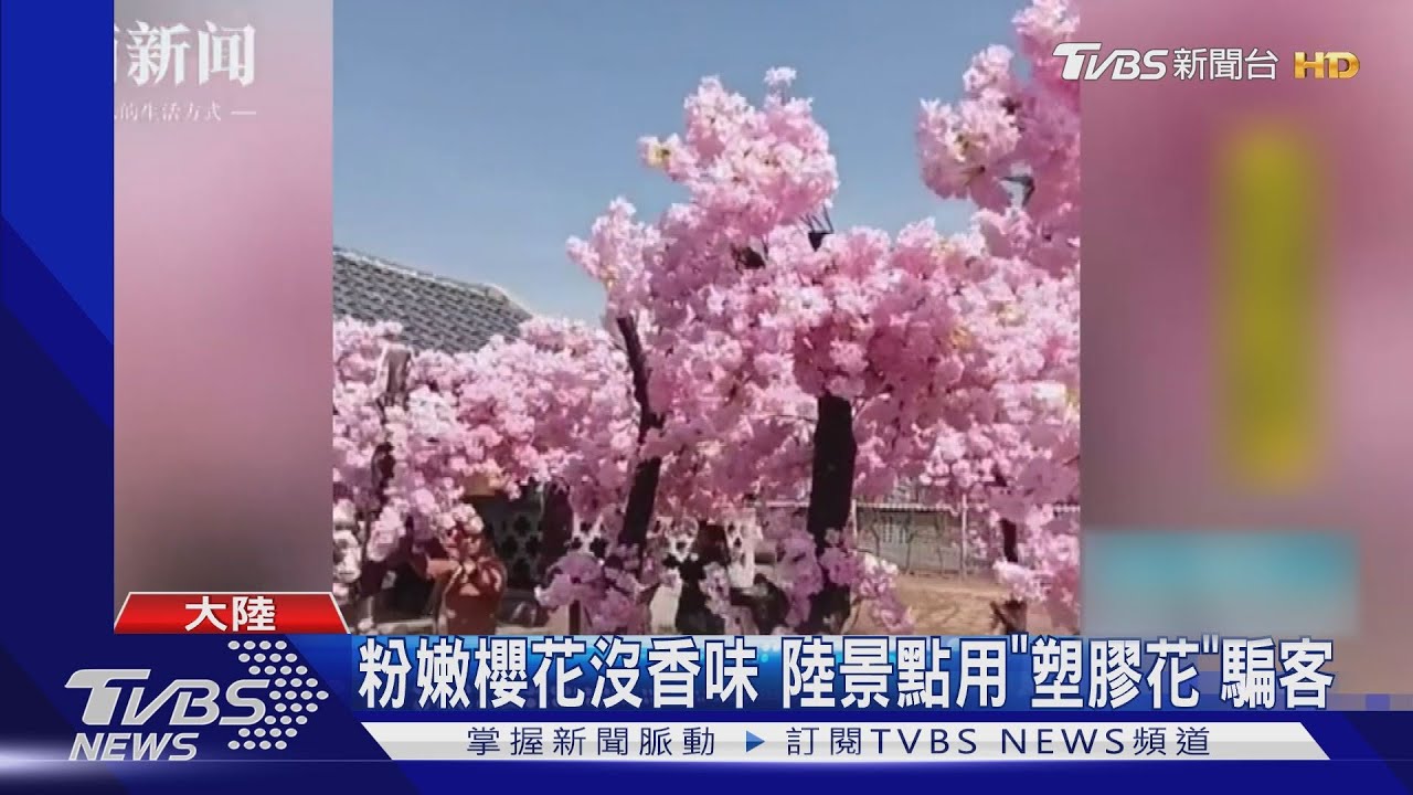 粉嫩櫻花沒香味 陸景點用「塑膠花」騙客