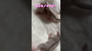 #フクモモベビー #癒し #かわいい #フクモモベビー #ハムスター #フクロモモンガ #sugarglider
