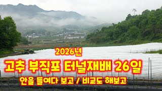 고추 부직포 터널재배 26일 생육상태 괴산청결고추 괴산고추 노지고추 비교 괴산군민 유튜브 크리에이터 충북괴산…