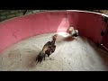 Ayam Siam Ayam Bangkok Moderen Sepesia Timpuk Lari Peternak Dan Peng Hobby Ayam Aduan Area Tuban