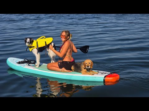 Leben auf dem Wasser mit zwei Welpen und einem Paddleboard | Ein Freund kommt zu Besuch