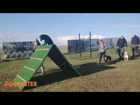 Dresaj Dogmaster - 7 săptămâni în 5 minute