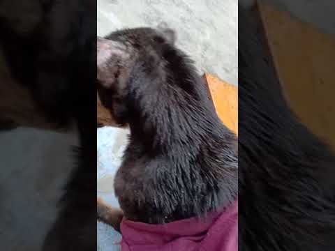 A poor  dog care is an ultimate experience