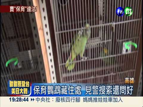 市價200萬!查獲61隻保育類鸚鵡