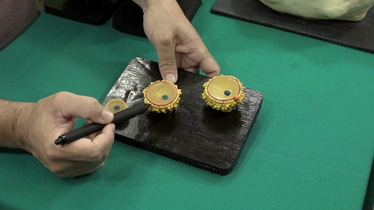 Folículos Ovarianos: local de formação dos óvulos