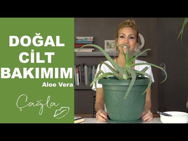 Aloe Vera Sabunu Faydalar Nelerdir? - Nefis Yemek Tarifleri