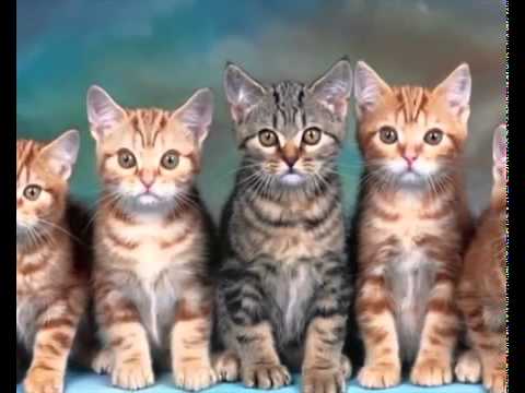 Piosenka dla dzieci - Aaa kotki dwa