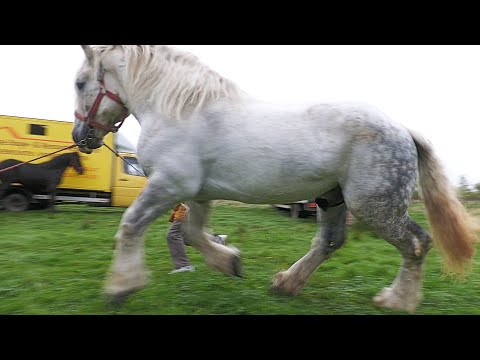 Vlad Costel's stallion from Satu Mare 2022