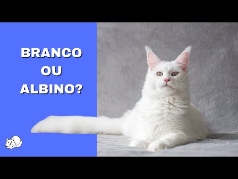COMO SABER SE O GATO É BRANCO OU ALBINO?