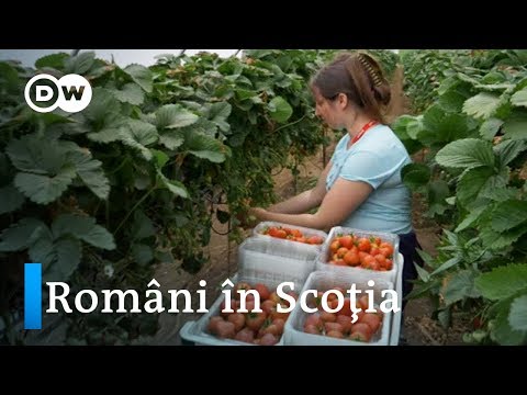 Sezonieri în Scoţia: muncă multă, leafă mică şi un viitor incert