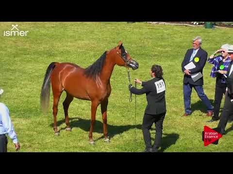 N.151 SWEIRA AL JASSIMYA - Strohen 2018 B Int