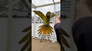 Great Green Macaw Learning to Fly!