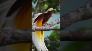 Download lagu Kicau Burung Cenderawasih kuning kecil mp3