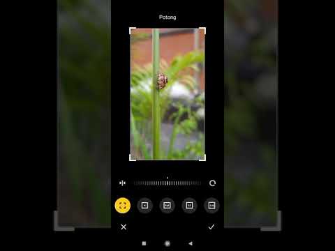 Xiaomi Redmi 9C - Editing Macro Photo.