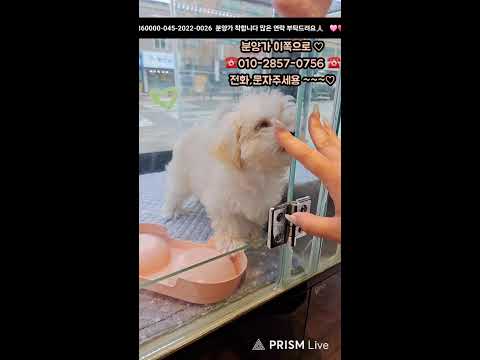 할인분양 친구들 많아요! #강아지라이브 #강아지 #강아지분양 #…