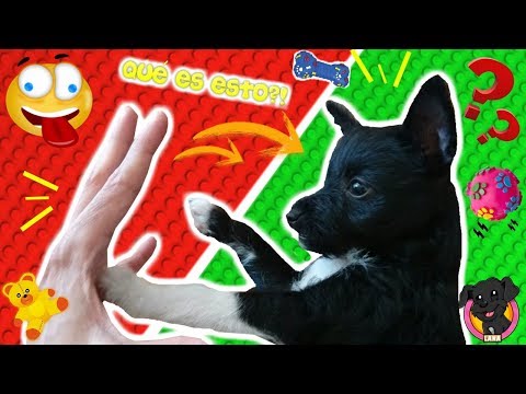 Mi PERRO Cachorro JUEGA con sus HERMANOS HUMANOS! Lana Funnydogs