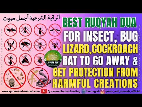 Ruqyah Dua for Insect, Bug, Lizard, Cockroach Rat to Go Away & Get Protection From Harmful Creations