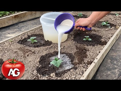 Cucumbers will grow in a moment! Just pour this over the cucumber shoots