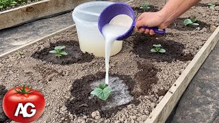 Cucumbers will grow in a moment! Just pour this over the cucumber shoots