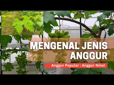 , title : 'Mengenal Jenis Anggur : Anggur NINEL Anggur Genjah Paling Popular di Indonesia'