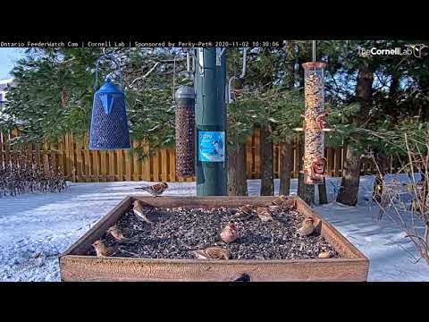 Redpolls Arrive En Masse To Ontario Feeders! – Nov. 2, 2020