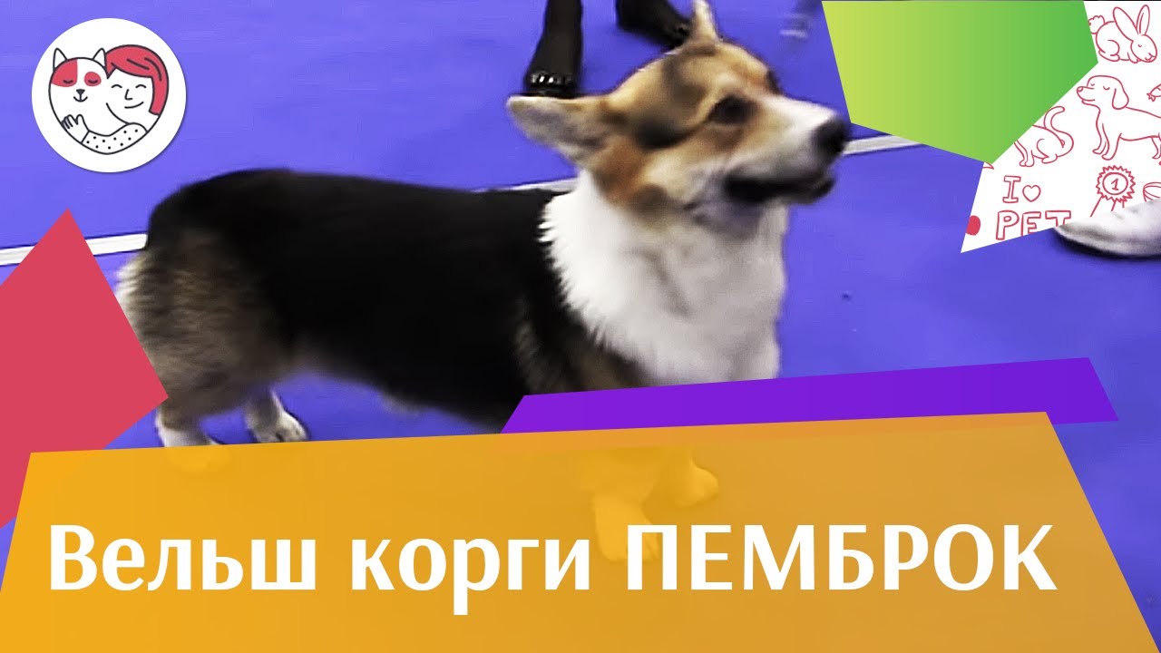 Вельш корги пемброк выставка ЗООШОУ 2016 ilikepet