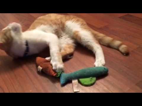 Video of adoptable pet named Payam