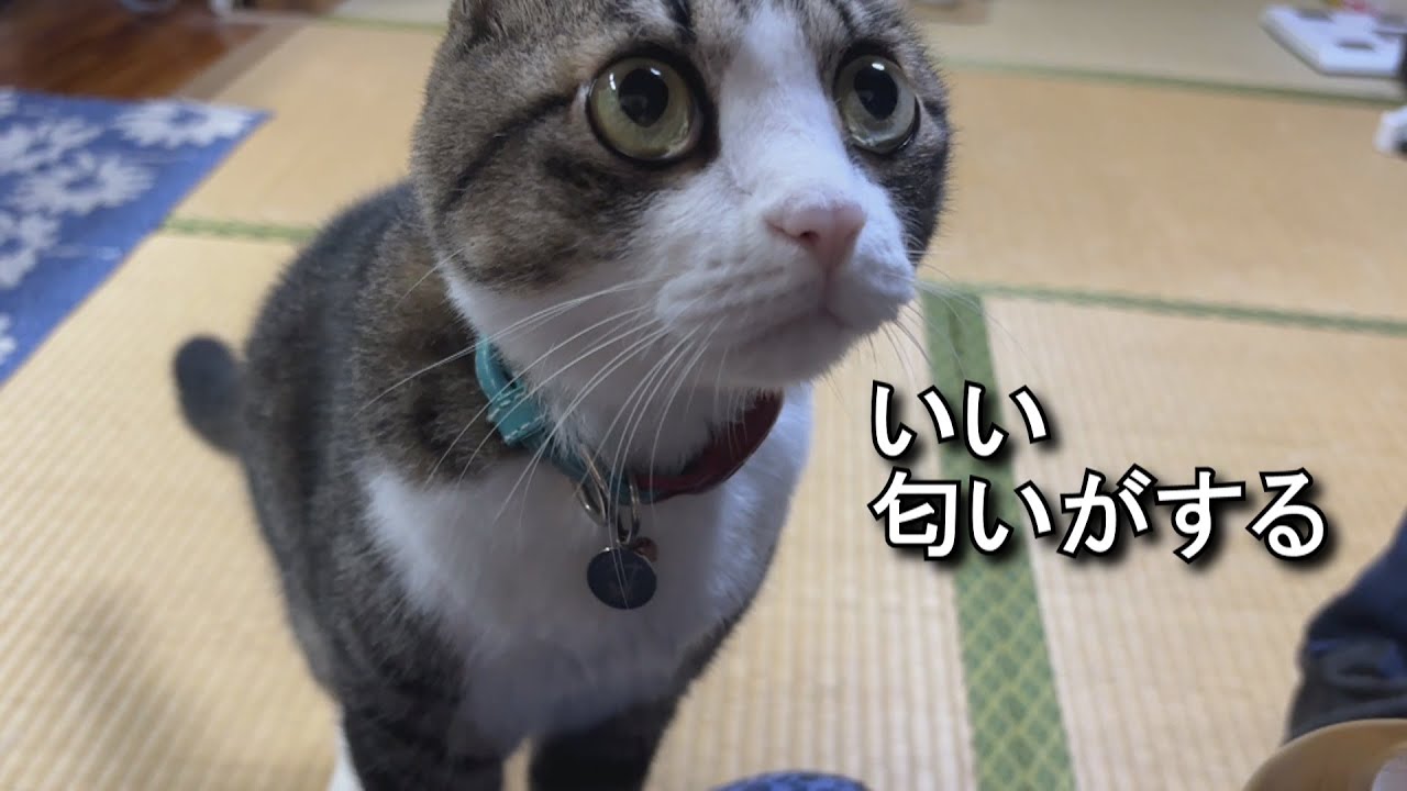 野菜すりおろし。黒毛和牛スジ。ディナーカレー。