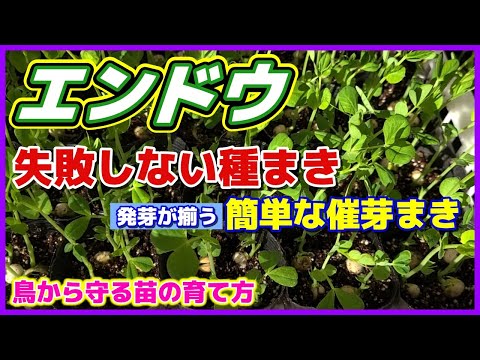 園芸 豆の種まき方法は?